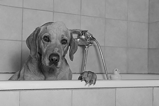 拉布拉多犬,黄色,雌性,坐,浴缸,奥地利,欧洲