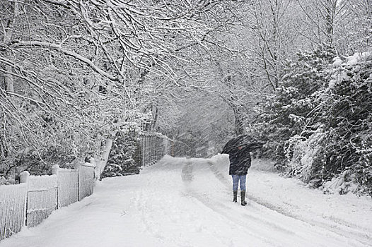 英格兰,汉普郡,一个人,走,伞,乡间小路,重,雪