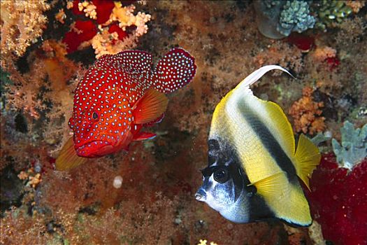 石斑鱼,九棘鲈属,红海,埃及