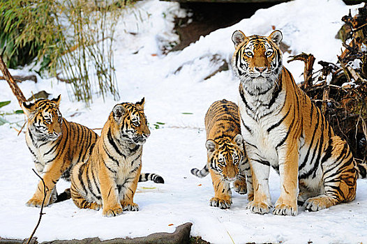 西伯利亚虎,东北虎,幼兽,坐,雪中,巴伐利亚,德国