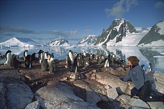 游客,看,阿德利企鹅,南极半岛,南极