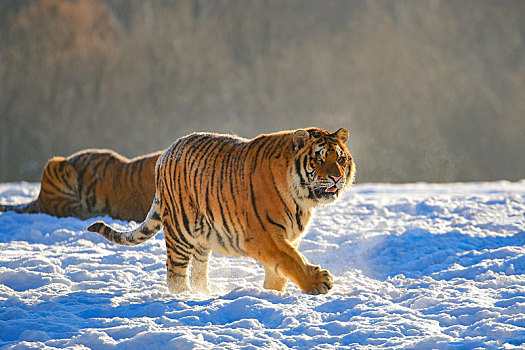 走在雪地中的东北虎