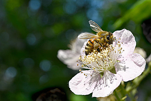 欧洲,蜜蜂,意大利蜂,收集,花粉,花,玫瑰,粉色,德国