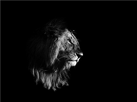 狮子,黑白