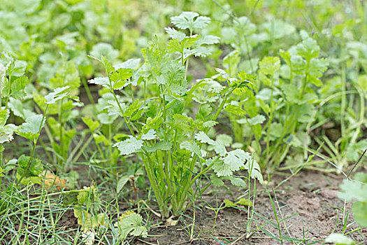 菜地里的香菜叶子的特写镜头