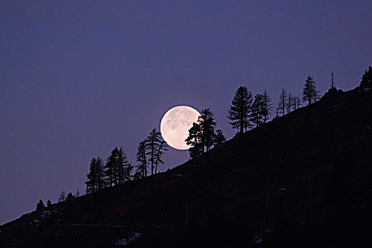 满月,上升,后视图,剪影,树,靠近,加利福尼亚