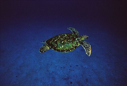 绿海龟,龟类,游泳,岛屿,哥斯达黎加