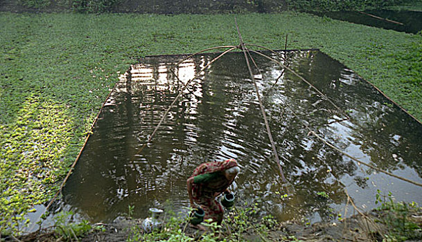 老太太,水塘,孟加拉,2006年