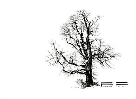 树,两个,长椅,冬天,斯图加特,巴登符腾堡,德国,欧洲