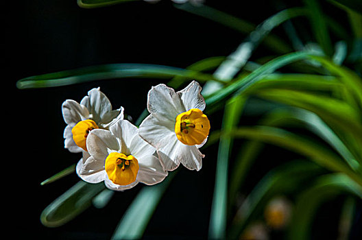 葵花,水仙花