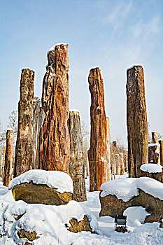 野马古生态园雪景硅化木