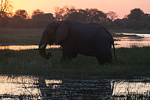 非洲象,日落,保护区,奥卡万戈三角洲,博茨瓦纳