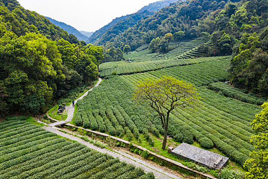 杭州西湖龙井茶产地梅家坞