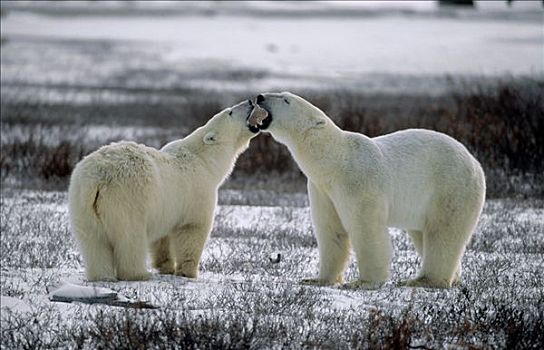 北极熊,一对,打闹,加拿大