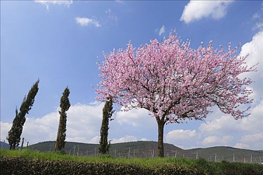 杏树,葡萄园,莱茵兰普法尔茨州,德国