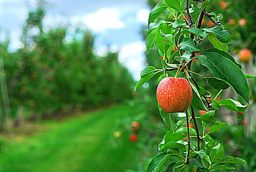 红色,成熟,苹果,苹果树,枝条,果园