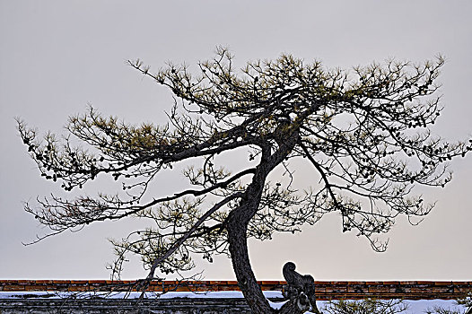 大美故宫--松树