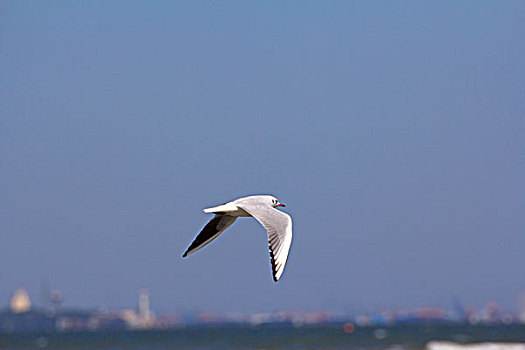 海鸥在海面上飞翔