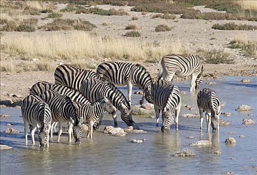 平原斑马,马,斑马,牧群,水潭,埃托沙国家公园,纳米比亚