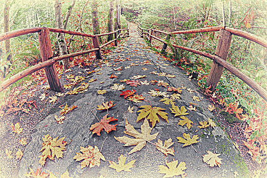 秋天,树林,小路,桥