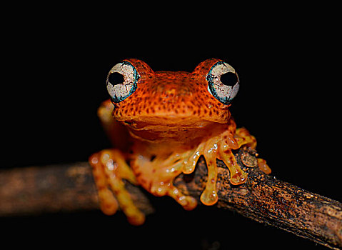 马达加斯加,青蛙,非洲