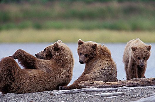 北美,美国,阿拉斯加,卡特迈国家公园,棕熊,母熊,幼兽,角斗