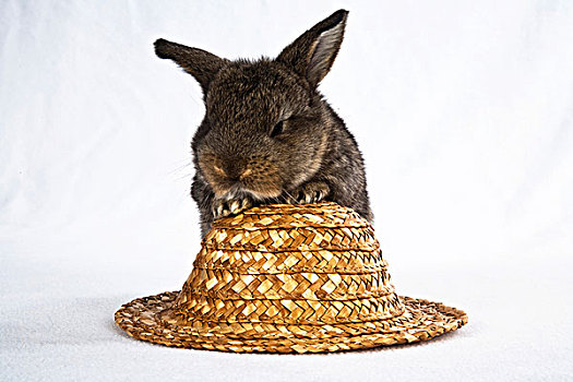 迷你兔,年轻,站立,稻草,帽子