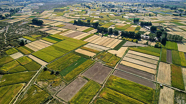 甘肃金塔,玉米飘香丰收景,机械助力收割忙