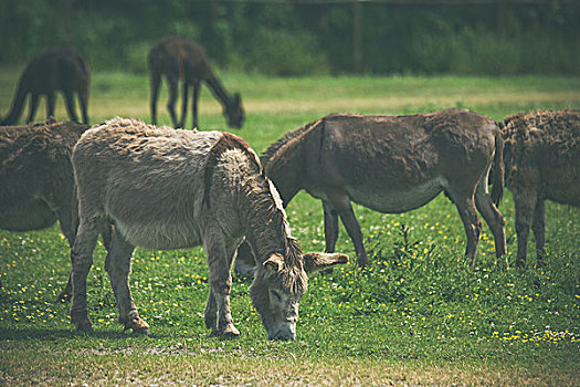 驴,放牧,绿色,草地,夏天