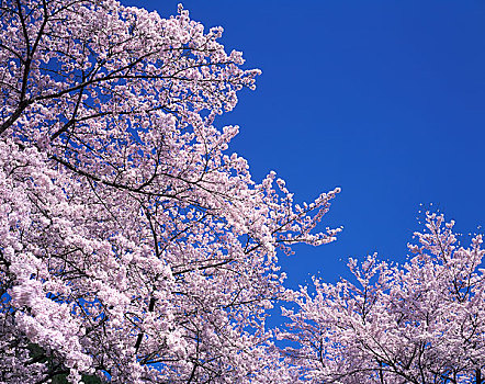 樱花,蓝天