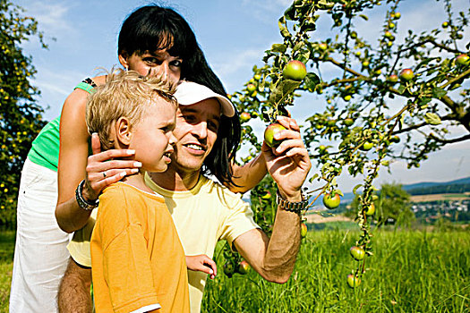 家庭,挑选,苹果,树,天气,晴朗