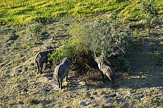航拍,三个,非洲象,进食,树上,叶子,奥卡万戈三角洲,博茨瓦纳