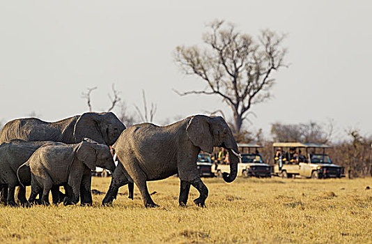 非洲象,饲养,牧群,旅游,交通工具,乔贝国家公园,博茨瓦纳,非洲
