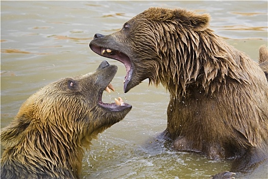 棕熊,争斗,水