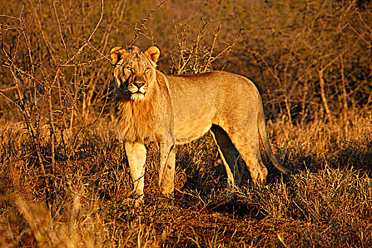 南非,西北省,禁猎区,旅游,狮子
