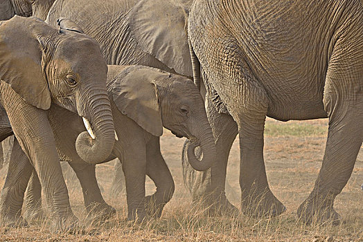 非洲,灌木,大象,非洲象,安伯塞利国家公园,裂谷省,肯尼亚