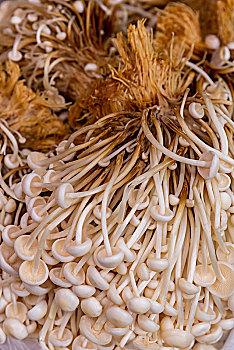 金針菇,昆明,中国