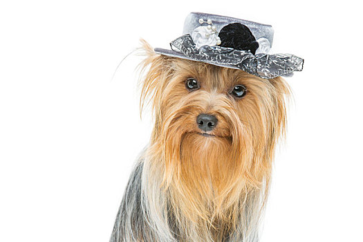 美女,约克郡犬,帽子