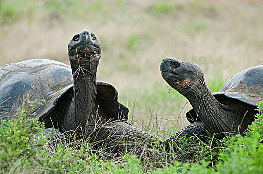 阿尔斯多火山海岛陆龟,加拉巴哥象龟,一对,伊莎贝拉岛,加拉帕戈斯群岛,厄瓜多尔
