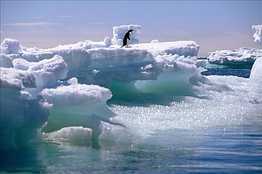 阿德利企鹅,冰山,南极