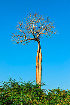 扭曲,猴面包树,穆龙达瓦,省,马达加斯加,非洲