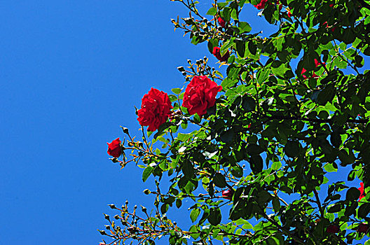 植物,玫瑰花,红色