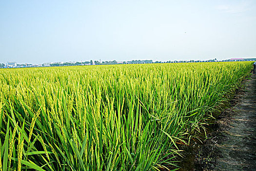 大米水稻秧苗