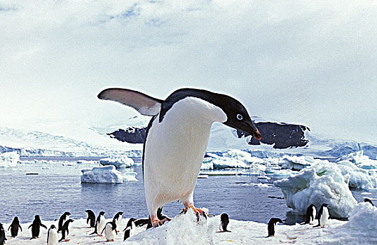 阿德利企鹅,保利特岛,南极