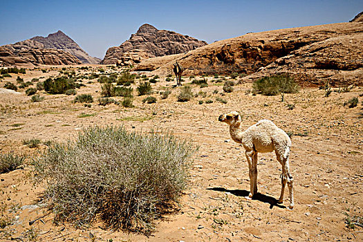 约旦,瓦地伦,沙漠,保护区,铭刻,世界遗产,清单,年轻,骆驼