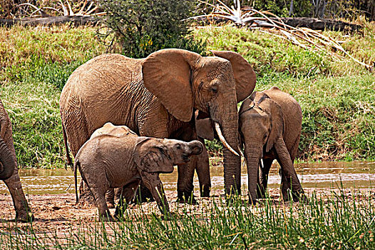 非洲象,群,站立,靠近,河,公园,肯尼亚