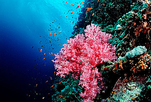 珊瑚礁,软珊瑚,红海,苏丹
