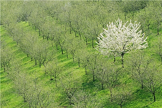 树,春天