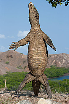 科摩多巨蜥,科摩多龙,后腿站立,林卡岛,科莫多国家公园,印度尼西亚