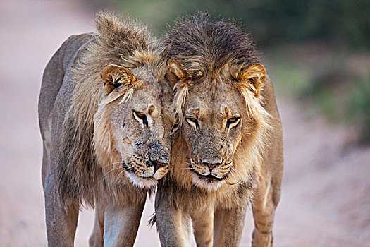 非洲狮,狮子,卡拉哈迪大羚羊国家公园,南非